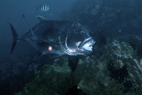 Komodo 2016 - Giant Trevally - Carangue a grosse tete - Caranx ignobilis - IMG_6549_rc